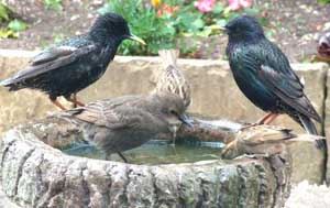 Starlings around a birdbath