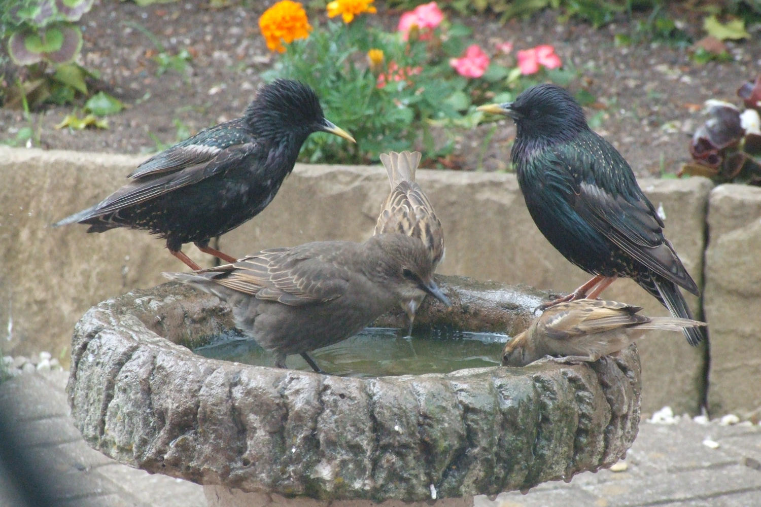 Starlings around a bird bath