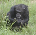 Common Chimpanzee