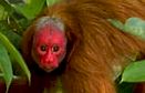 red uakari