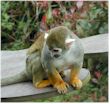 Squirrel Monkey