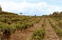 sun grown coffee plantation