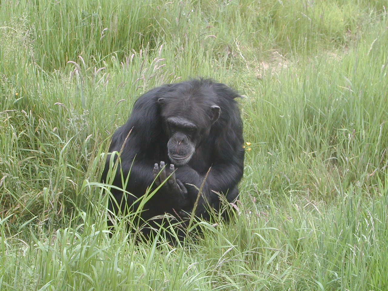 common chimpanzee weight