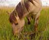 RSPB Pony